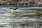 Cormorant wings in lake Kerkini, partial view