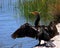Cormorant with Wings Open