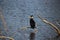 Cormorant with winter fur sitting on twig above a pool in Capelle aan den IJssel