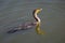 Cormorant with a yellow beak on the lake under the sunlight in Florida in the US