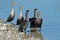 Cormorants