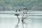 Cormorants and anhingas perching on dead tree on lake, flock of birds on clear background, Yala National Park, Sri Lanka, exotic