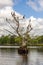 Cormorants on Bald Cypress Tree
