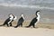 Cormorants on beach