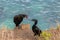 Cormorants bird on the bluff