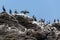 Cormorants birds on rock