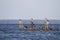 Cormorants in Chesapeake Bay