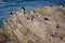 Cormorants on coastal rocks, Spain.