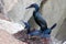 Cormorants couple are having sex