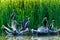 Cormorants in the danube delta