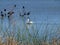 Cormorants Dry Their Wings