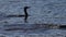 Cormorants fishing with fish in super slow motion, profile loopable view