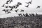 Cormorants flight
