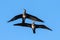 Cormorants in flight, blue sky background. Bottom view.