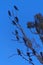 Cormorants flock rest on an eucalyptus branch Israel