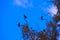 Cormorants flock rest on an eucalyptus branch Israel