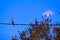 Cormorants flock rest on an eucalyptus branch Israel