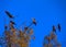 Cormorants flock rest on an eucalyptus branch Israel