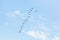 Cormorants flock in the sky