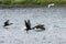 Cormorants flying above the river Po.