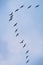Cormorants flying in a V formation against the cloudy sky.