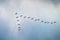 Cormorants flying in a V formation against the cloudy sky.