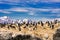 Cormorants on island on Beagle channel