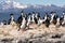 Cormorants on island on Beagle channel