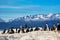 Cormorants on island on Beagle channel
