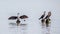 Cormorants on lake Paleostomi, Poti, Georgia