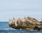 Cormorants on Limestone
