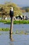 Cormorants, Naivasha Lake