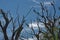 Cormorants nesting on dead trees in Danube delta