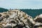 Cormorants Nesting on Rocks in Pacific Northwest