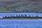 Cormorants off Remote Outer Hebridean Island of Scotland