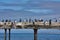 Cormorants on an old pier close up