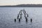 Cormorants on old pylons on Lake Washington 1