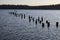 Cormorants on old pylons on Lake Washington 2