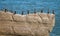 Cormorants on the Pancake Rocks