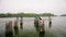 Cormorants perch on old wooden posts in calm lake, scanning for fish. Birds rest in natural habitat, tranquil eco tour