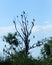 Cormorants perched on the banks of a lagoon in the Danube Delta, Romania.