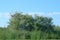 Cormorants perched on the banks of a lagoon in the Danube Delta, Romania.