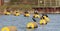 Cormorants Perched on a Buoy