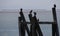 Cormorants perched on an old group of pilings