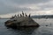 Cormorants perched on a rock