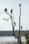 Cormorants perched in a tree at Lake Apopka, Florida.