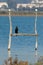 cormorants on perches in marsh