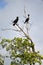 Cormorants (Phalacrocoracidae) Placencia, Belize