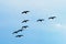 Cormorants Phalacrocorax carbo group silhouette flying high up against the blue sky. Bird migration concept.