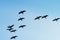 Cormorants Phalacrocorax carbo group silhouette flying high up against the blue sky. Bird migration concept.